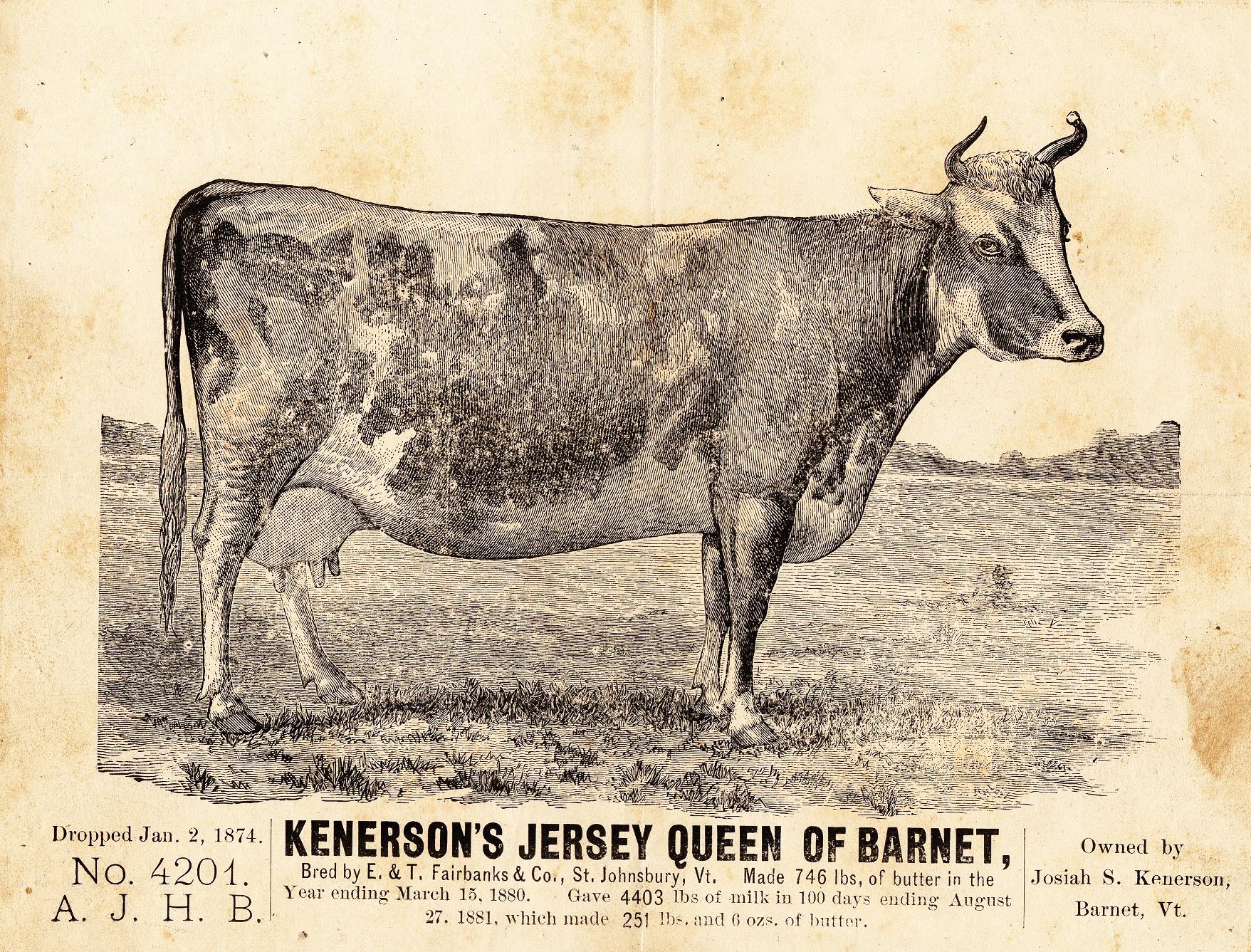 Kenerson's Jersey Queen of Barnet